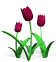 TULIPANES