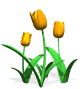 MAS TULIPANES
